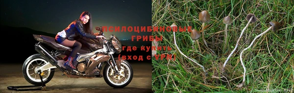 прущая мука Белокуриха